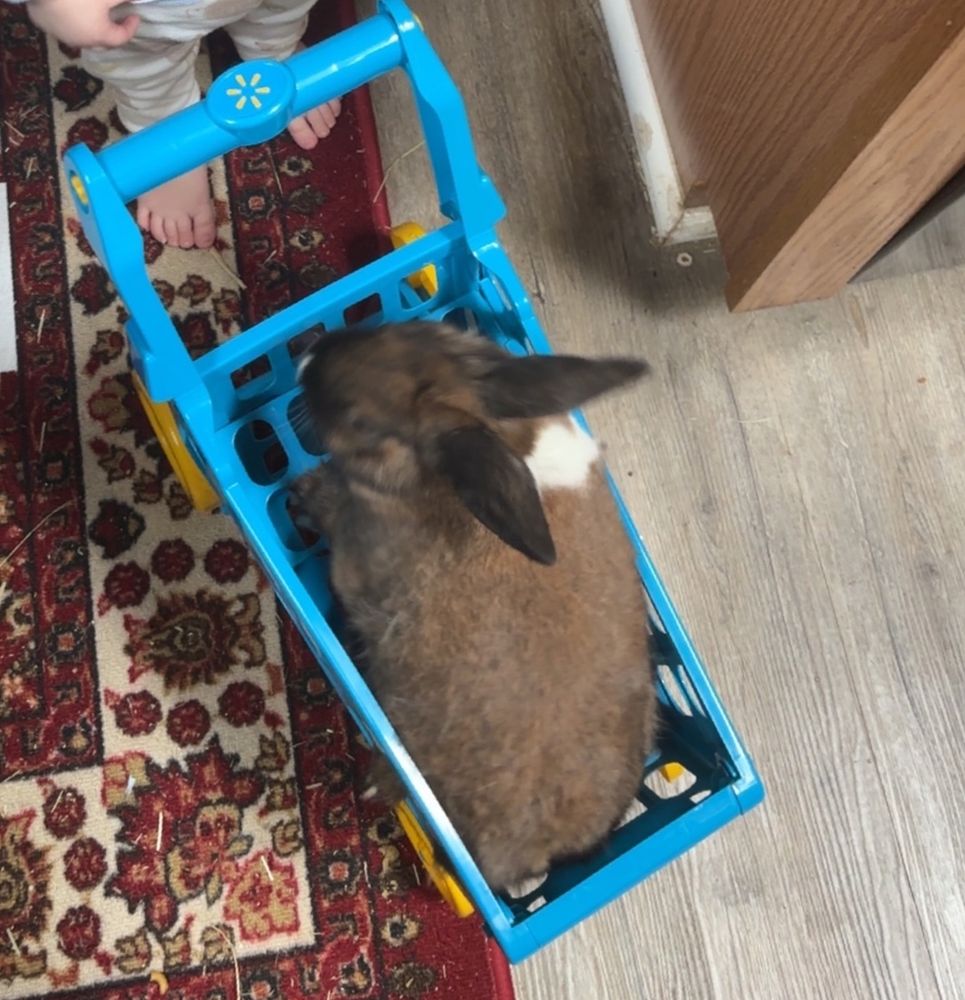 a little brown rabbit with a white patch of fur on his right shoulder sits in a mini blue shopping cart