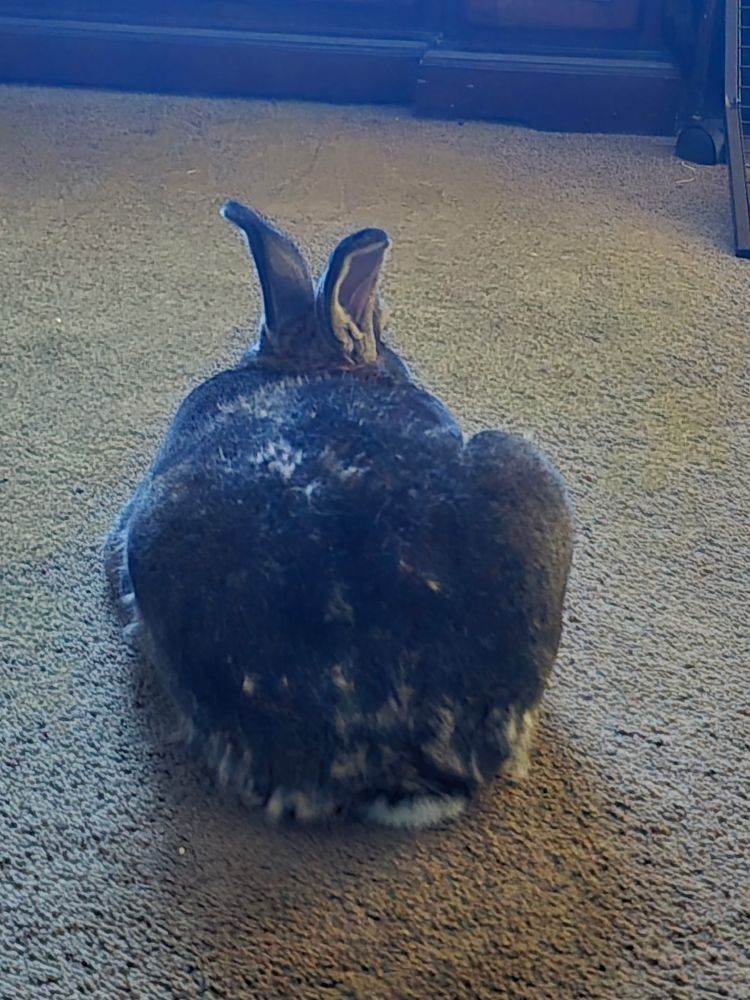 a fat large brown rabbit sitting on carpet