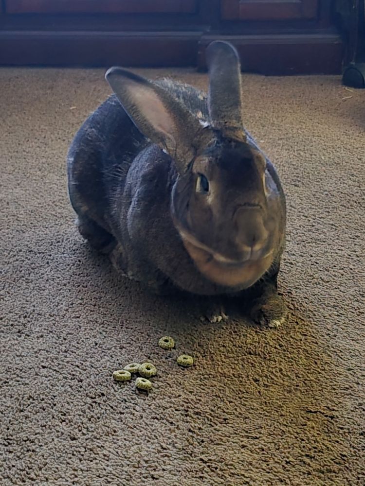 a fat large brown rabbit sitting on carpet