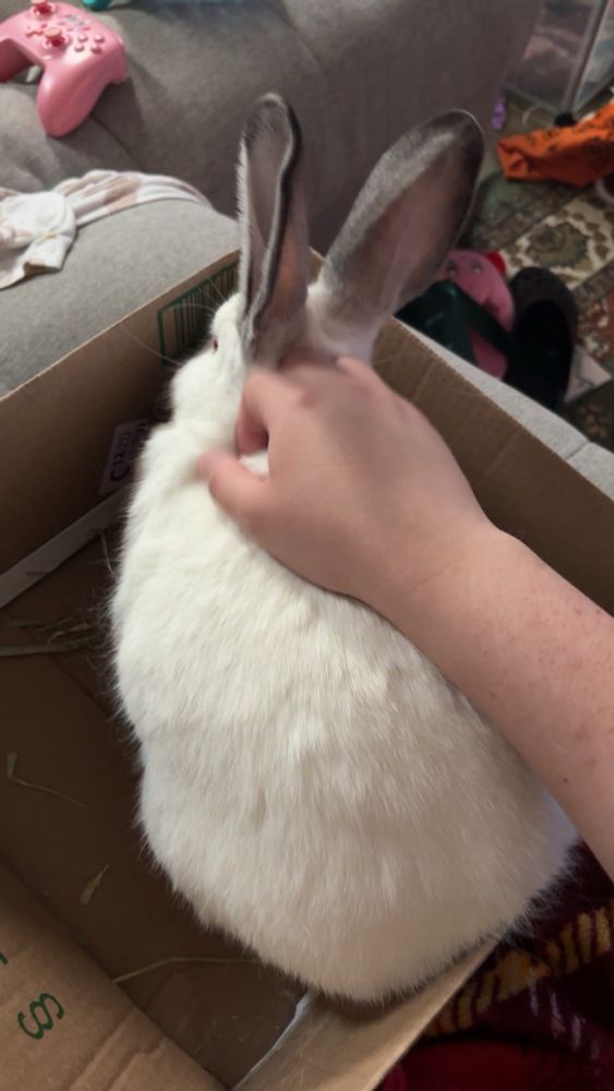 a fat fuck white rabbit with grey ears and red eyes getting pets while he sits in a box