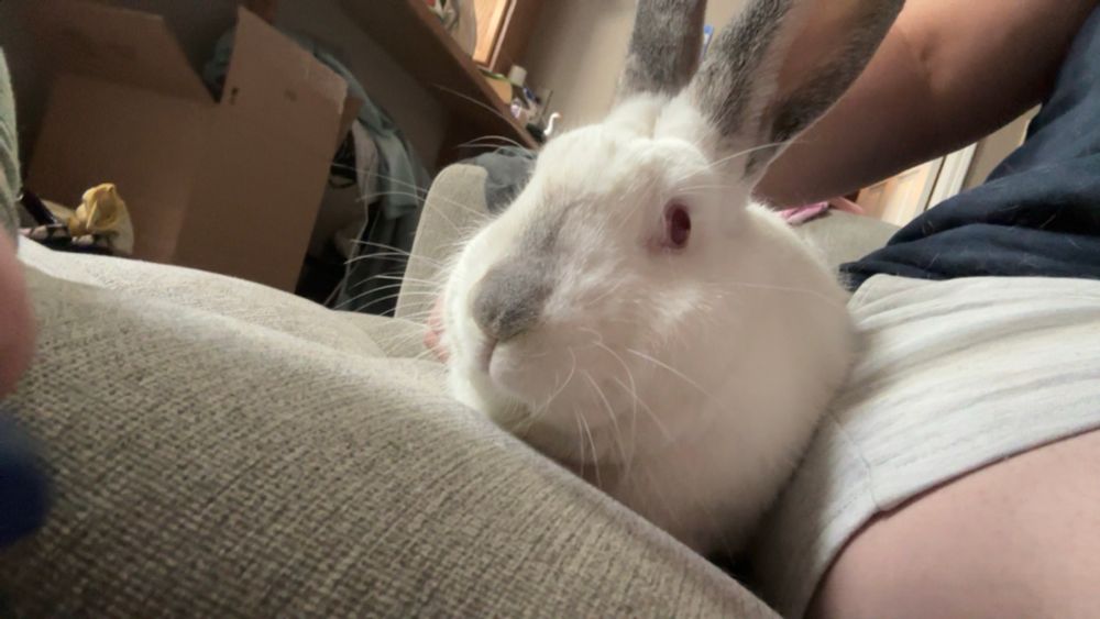 a large white rabbit with red eyes, grey ears, and a grey nose sits on a grey couch 
