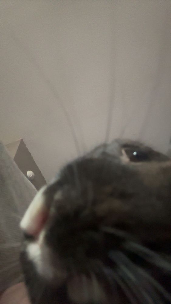 the underside of a brown rabbit with a white nose 