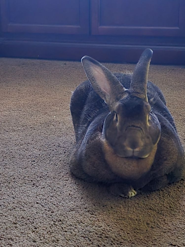 a fat large brown rabbit sitting on carpet
