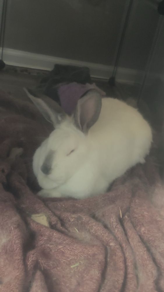 a large white rabbit with grey ears and a grey nose sleeps on fur covered blanket