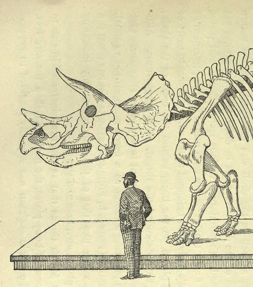 Engraving of a man in a bowler hat (or something like it) beside the articulated skeleton of a Triceratops.