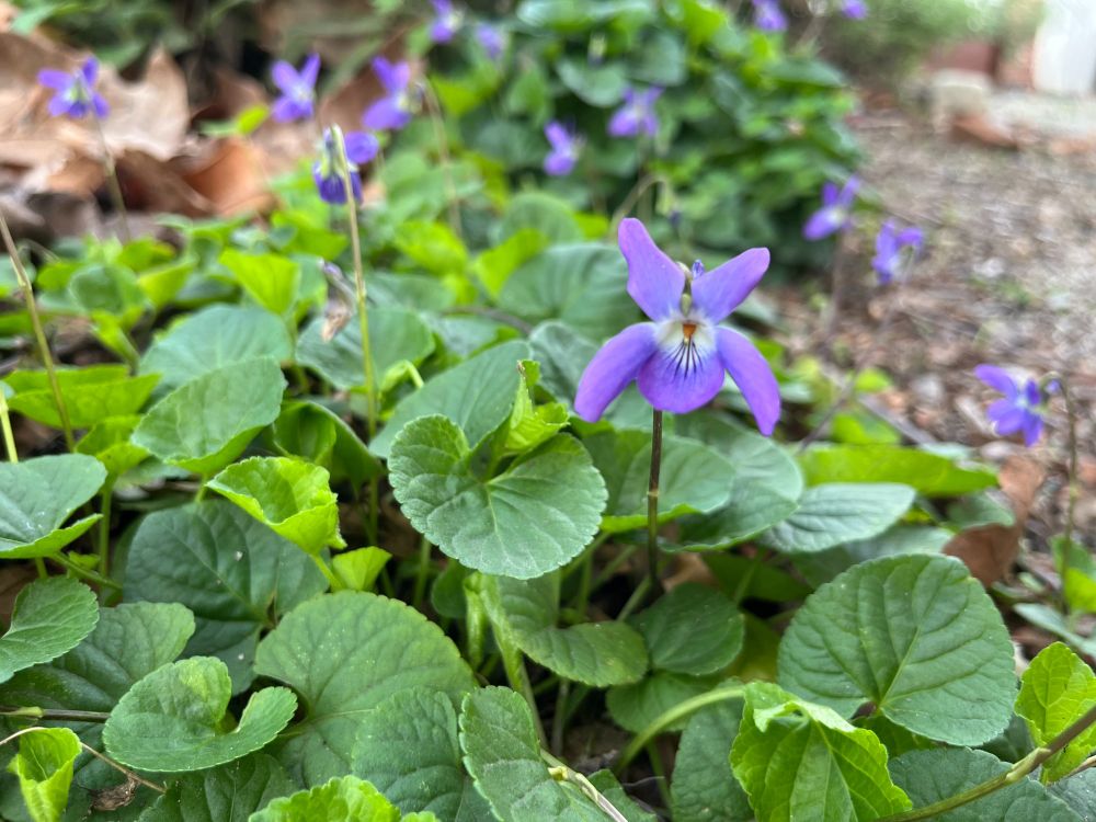 small purple viola blossoms popping up among their round green leaves. 