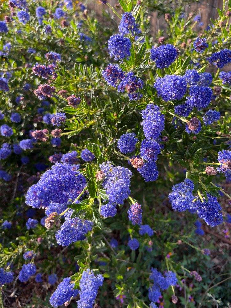 Cascading blue blossoms of a ceanothus in full bloom 