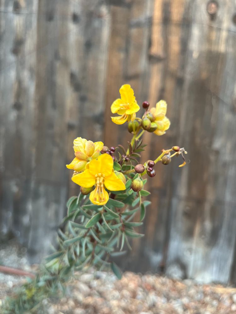 golden yellow blossoms on baja california senna -senna purpusii