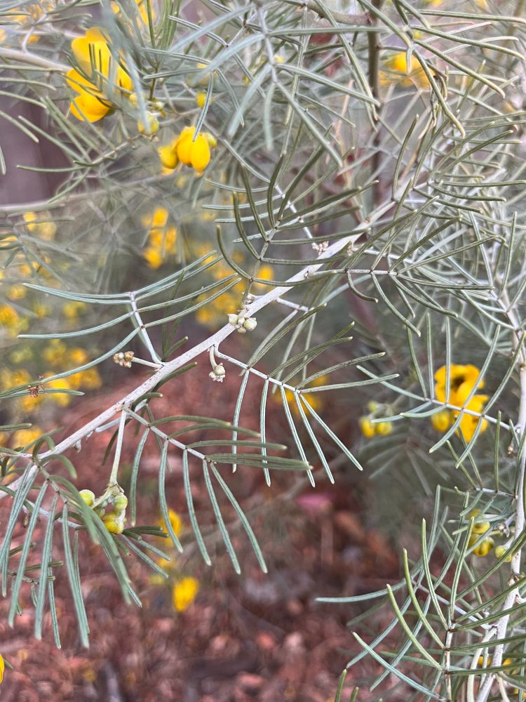 alternate leaflets of senna native to australia - Senna artemisioides