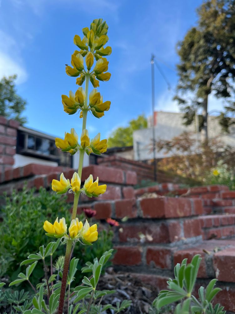 Golden lupine blossom on a blue sky day 