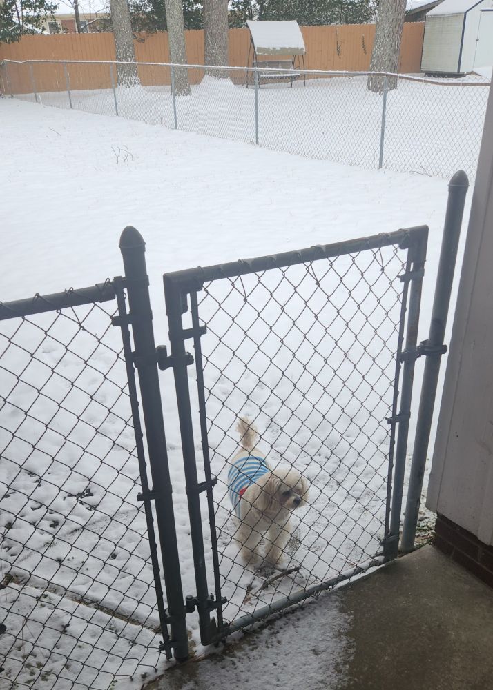 A small beige dog eagerly waits by a fence to go back inside. Behind the dog is a yard covered in 2 to 4 inches of snow. The dog is not impressed.