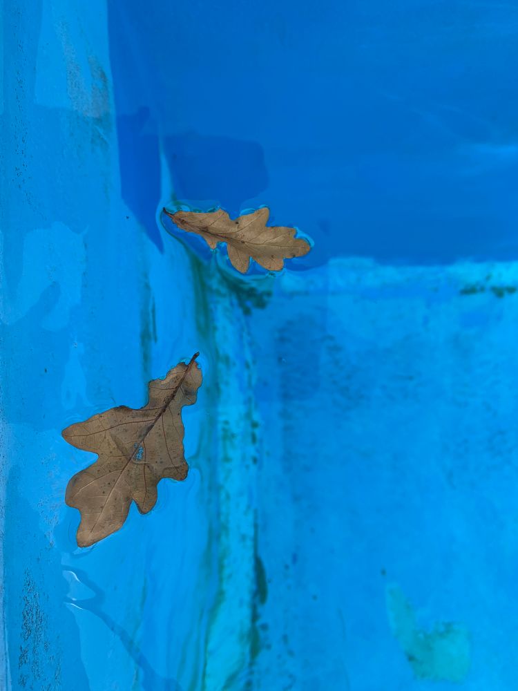 Image of two brown oak leaves, floating on the surface of a light blue swimming pool 