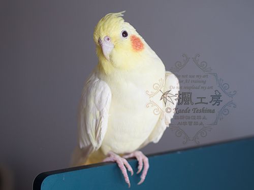 オカメインコの琥珀