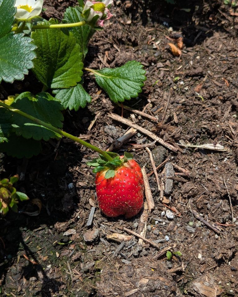 my first red strawberry in my garden
