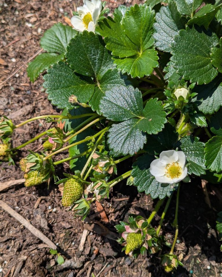 my next strawberries that are still green. 