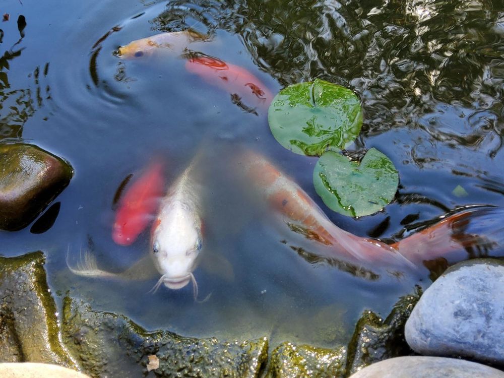 A close up photo of a natural pond with orange, red and white butterfly fantail koi/carp and goldfish swimming very close to the water's edge with two green lily pads and a few grey, green and bluish rocks. The white fantail koi has a long mustache and luscious Botox-like lips and is looking directly at the camera. 💋
