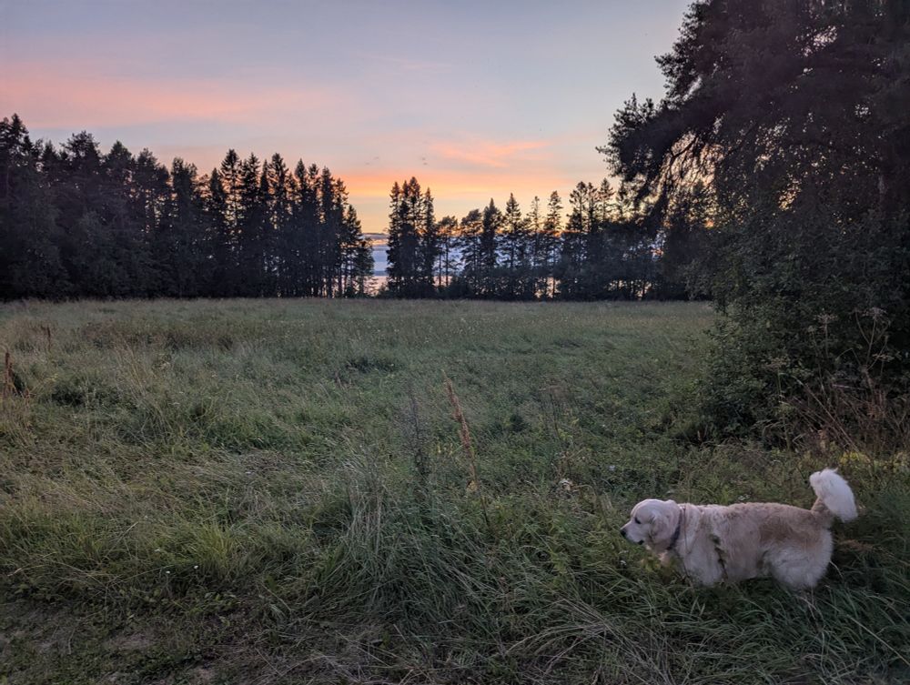 Vito the Golden on the evening walk in front of a field. A lake can be seen behind the trees at the other side of the field. The sky is blue with some light yellow-orange clouds.