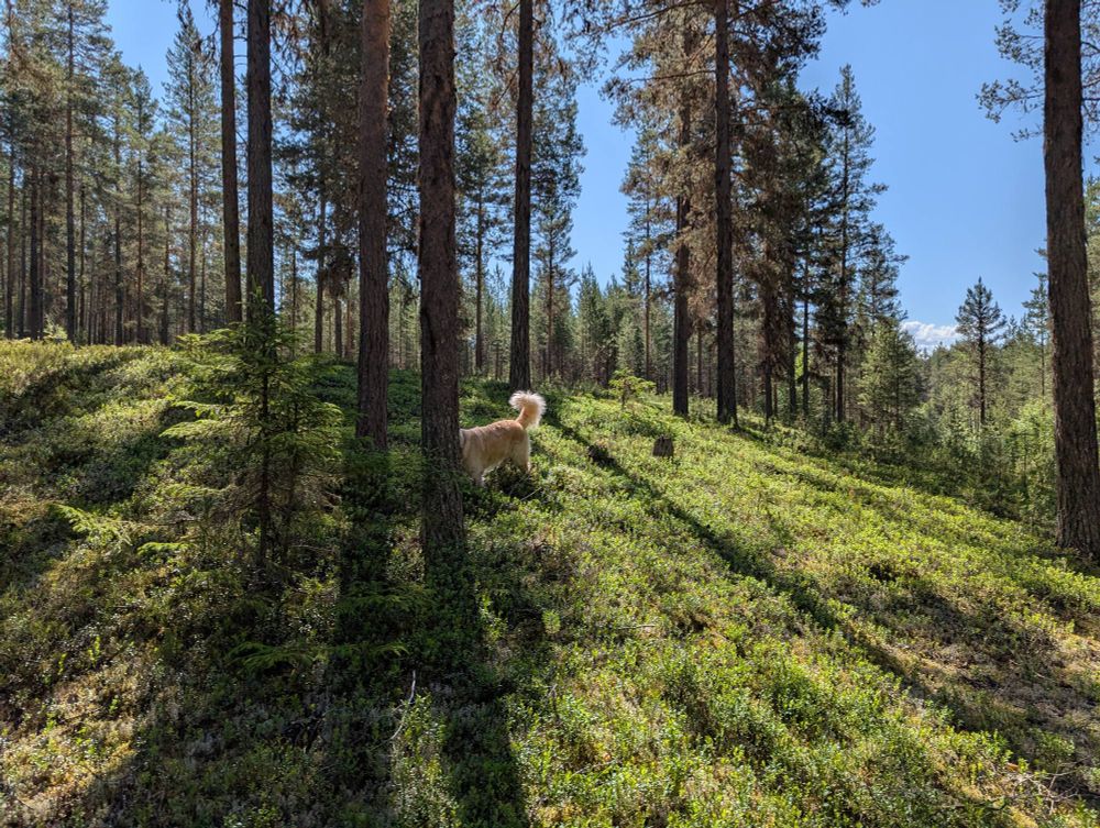 The tail of Vito can be seen between the trees.