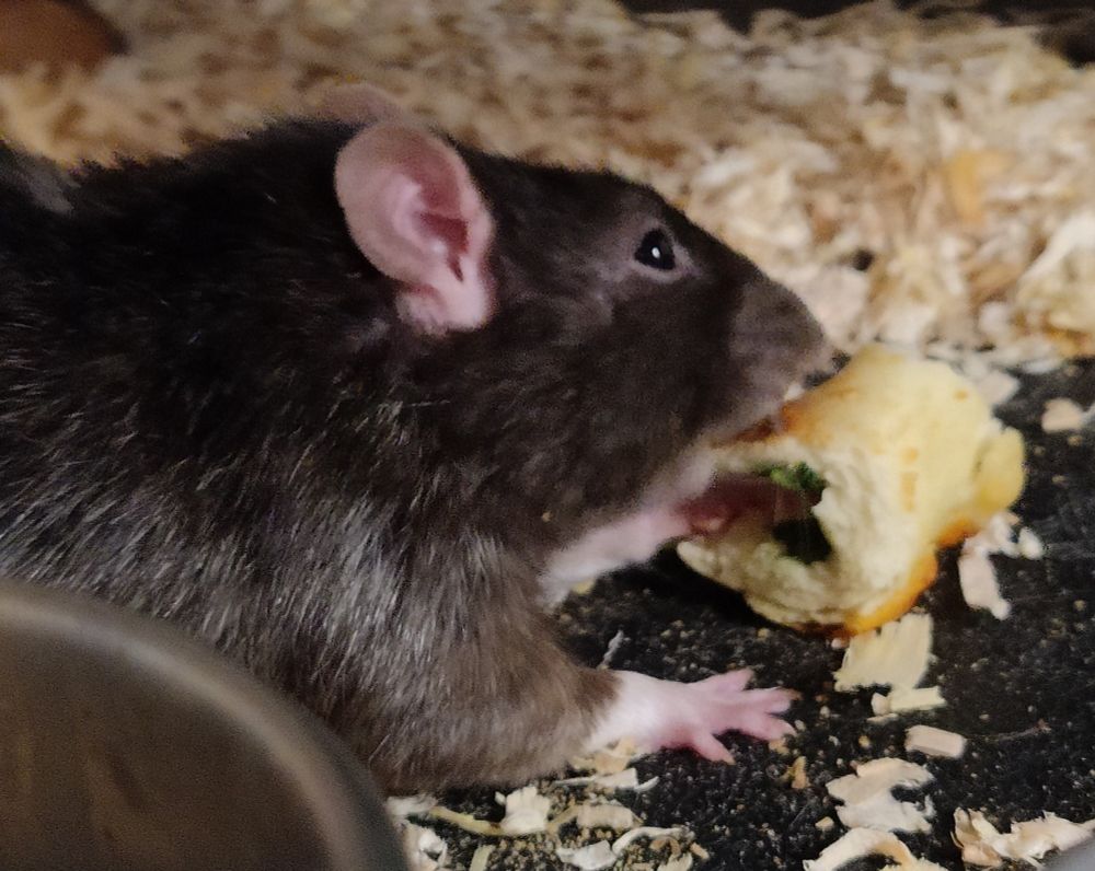 A pet rat named Gub Gub is eating spinach from the middle of a stromboli piece