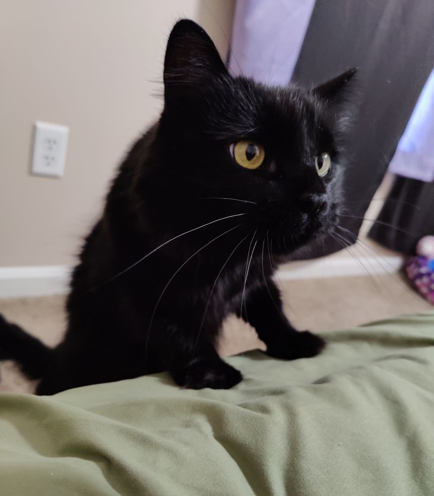 Standing up with her front paws on the bed now to check on me and see if I'm okay.