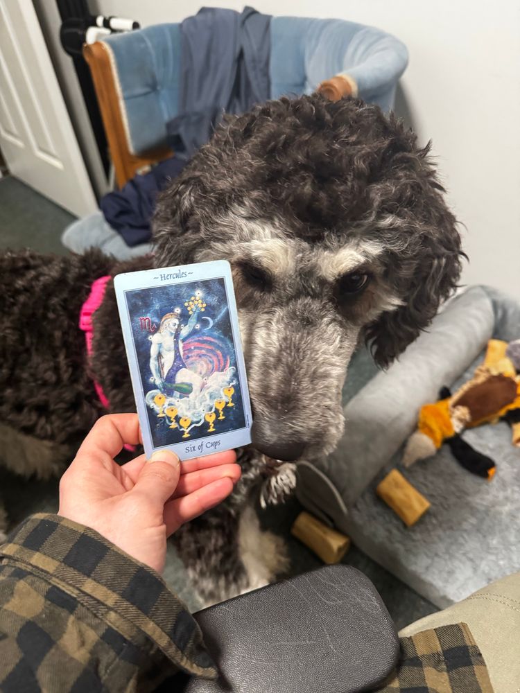 Picture of a F1B phantom golden doodle beside a tarot card from the Celestial Tarot deck - Six of Cups corresponding with Moon in Scorpio and the story of Hercules 