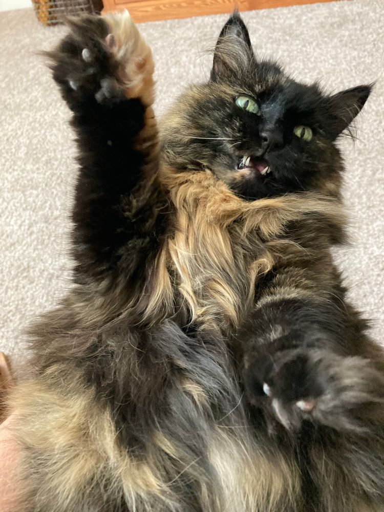 A ragdoll cat making a rawr face