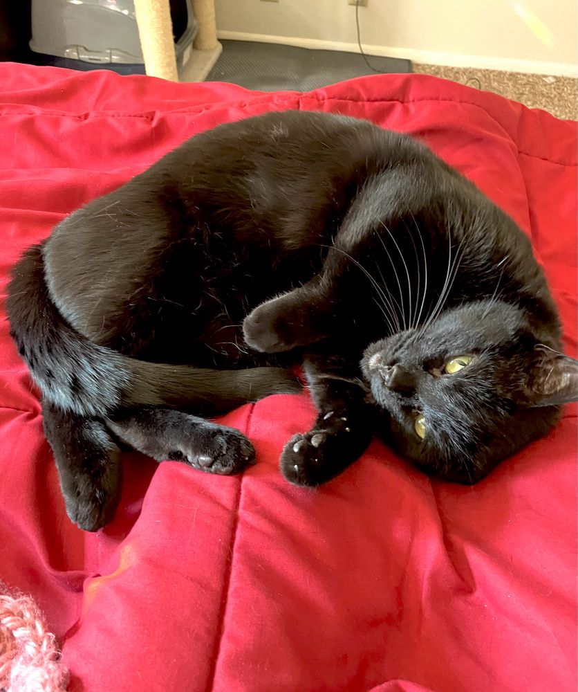 Raven curled up and looking at you cutely