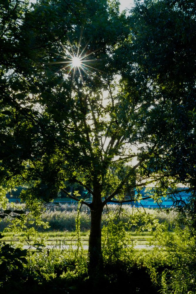 Die Sonne strahlt als Sonnenstern durch einen Baum. 