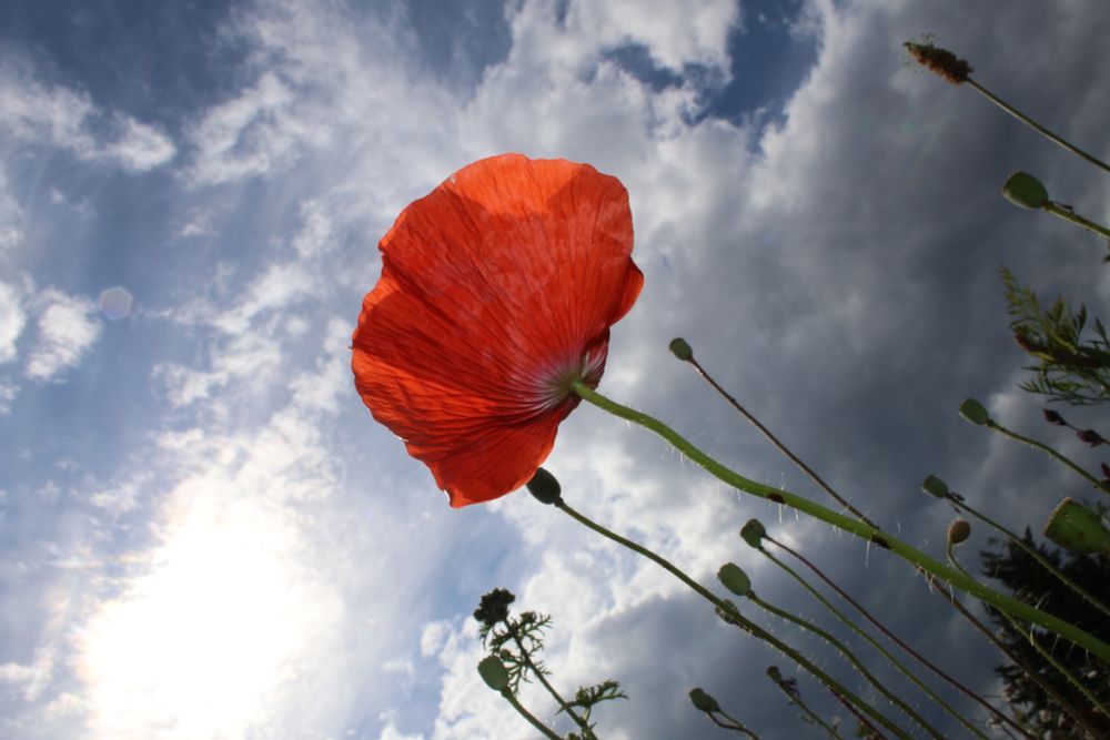 Einzelne Mohnblüte, die in den Himmel ragt. Man sieht weiße Wolken und die Sonne.