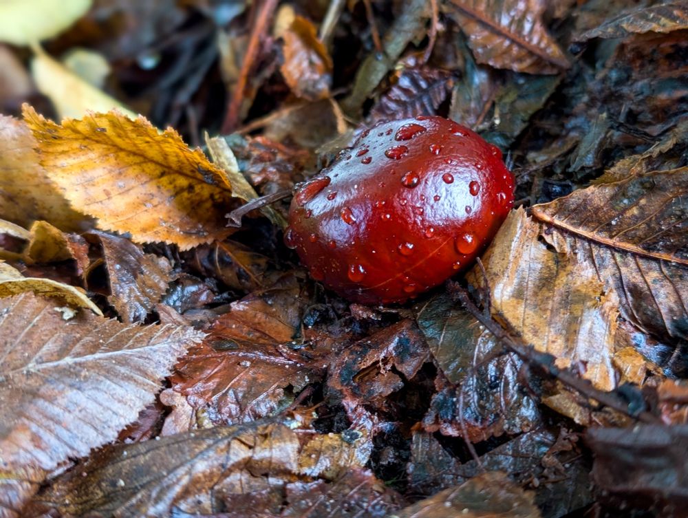 Eine Esskastanie liegt auf braunem Laub. Es sind ein paar Wassertropfen auf ihr.