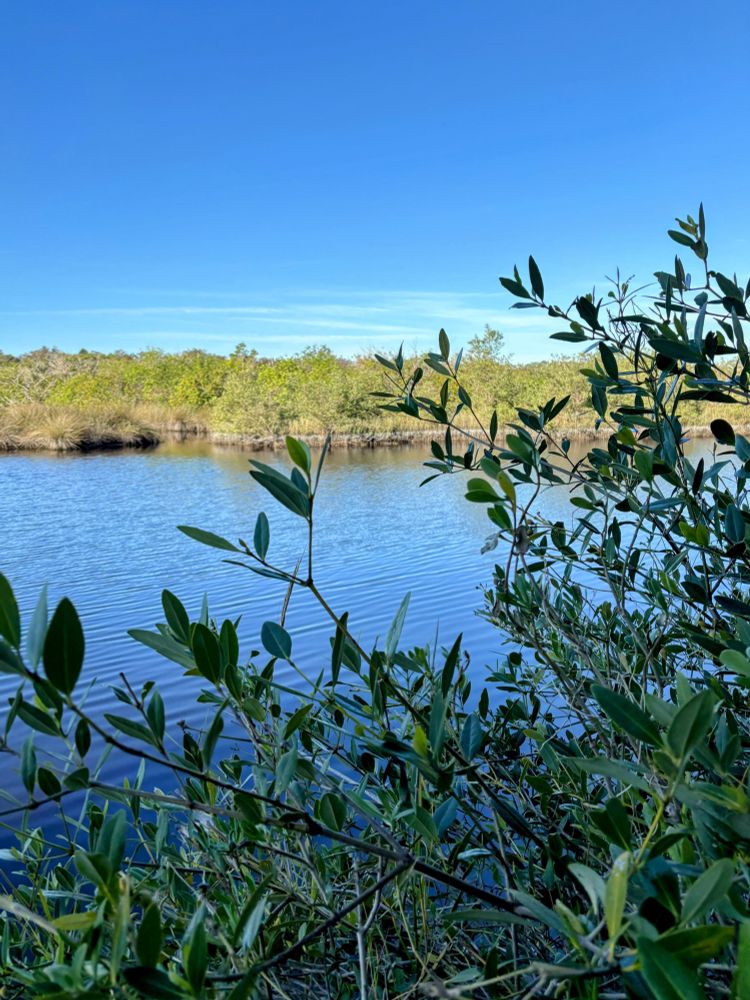 Blue sky
Green marsh surrounding the river, from the pov of a bush on the other side of the river bank 