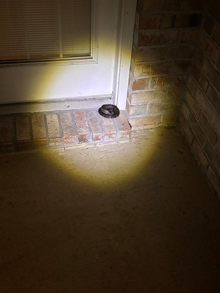 small coiled snake is illuminated by a flashlight beam on the doorstep of a brick house, positioned directly in front of a white door with a glass panel. The surrounding area is dimly lit, and the snake is dark with a patterned body, possibly a venomous species