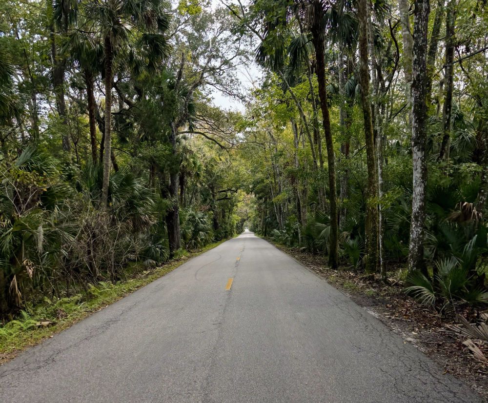 Tree tunnel. Tree canopy over a road. Morning dreary rain lighting 