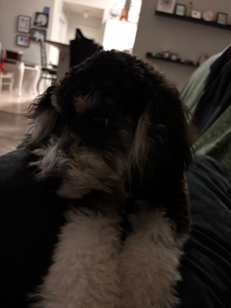 black and white Cavapoo named Remi lies on a dark couch in a dimly lit living room, with her fluffy white paws resting forward and her curly black fur partially covering her eyes