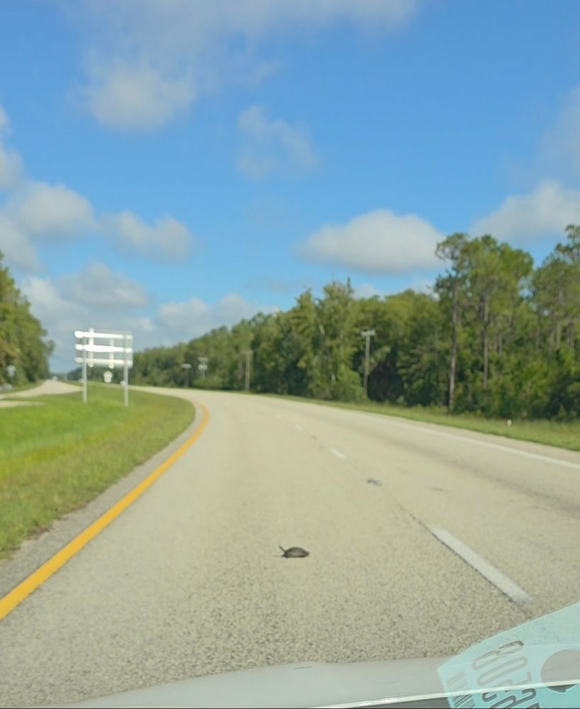 Turtle crossing the highway under light blue sky