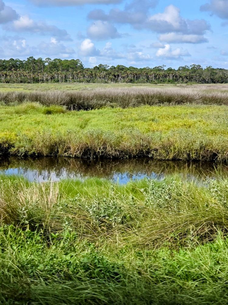 A dreamy stretch of wild Florida marshland, where fluffy clouds flirt with their reflections in the still water, and the grasses ripple like nature’s own patchwork quilt. A palm-lined forest stands in the distance like an audience waiting for the next act in this quiet symphony of green