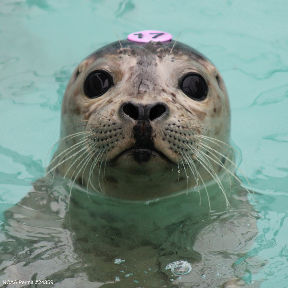 A brown harbor seal pup floats in a teal pool and looks at the camera
