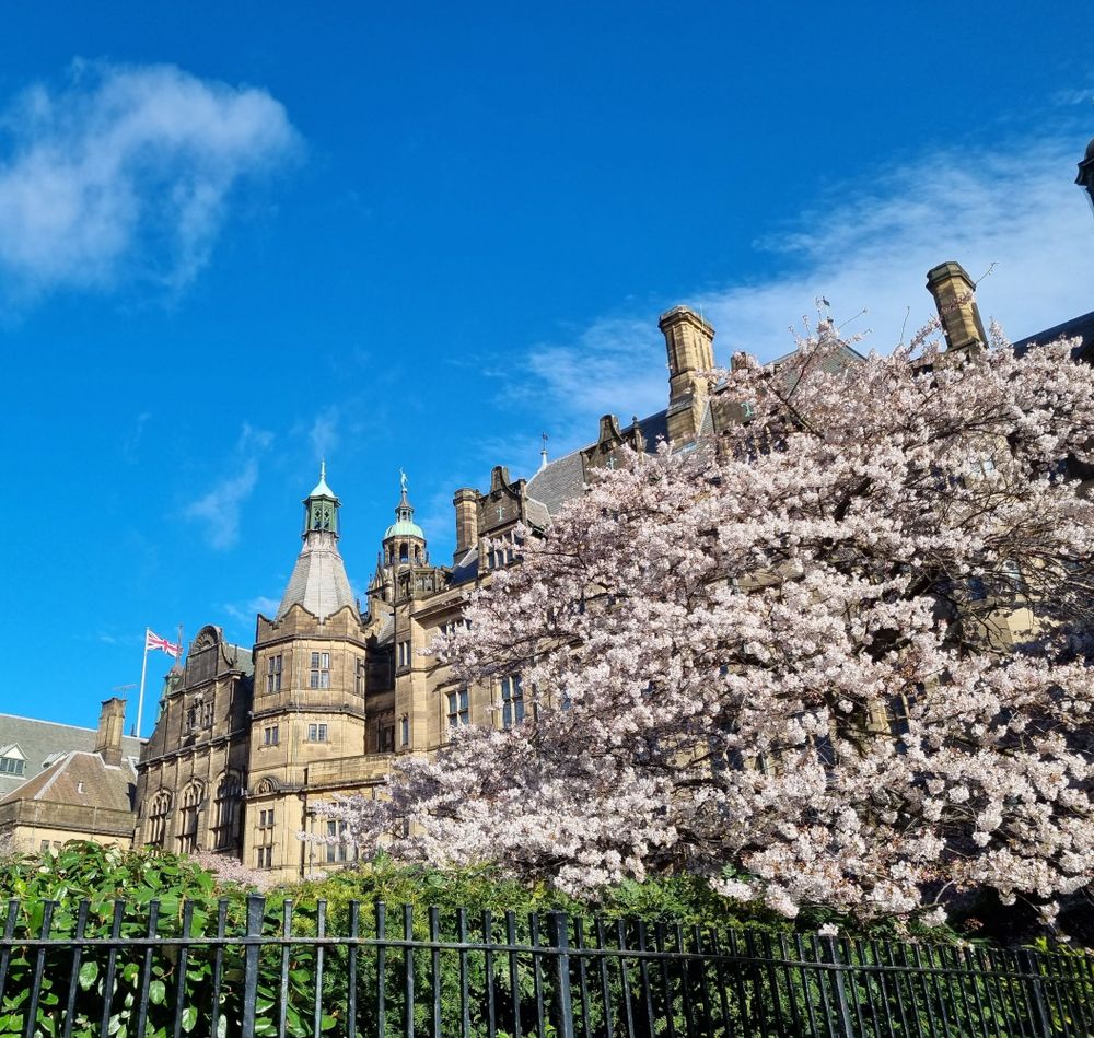 Sheffield, UK, town hall sits below an azure bluesky and behing a cherry tree crowned in frothy light pink blossom.