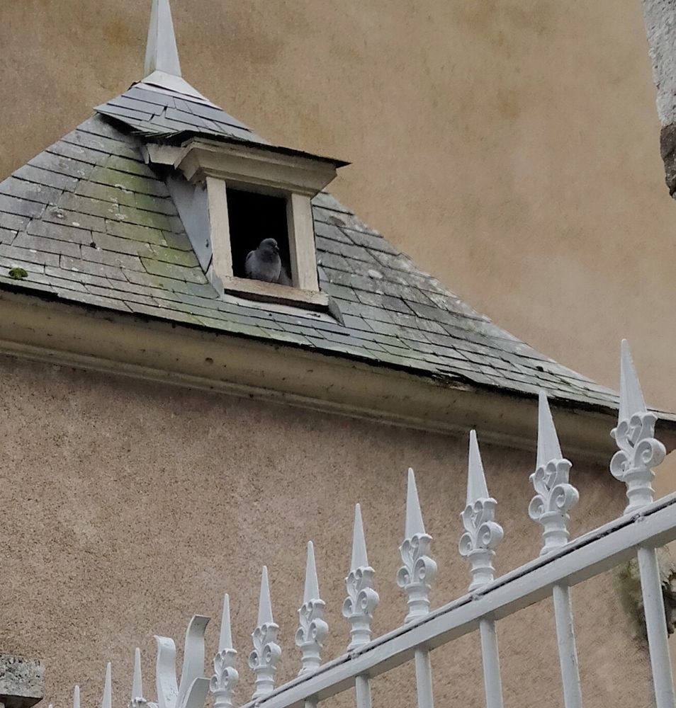 Photo Blois pigeon 