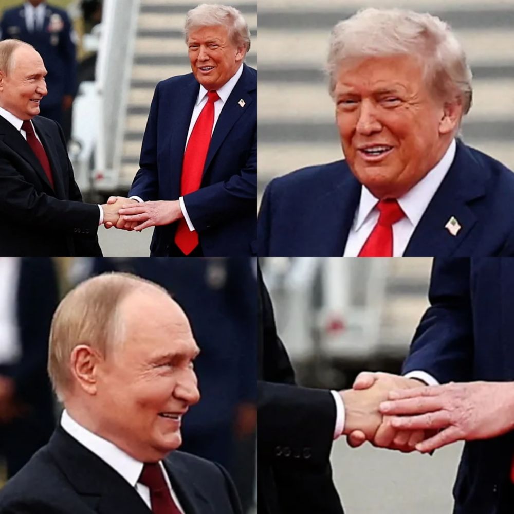 4 panel composite image of the photo of a jubilant glowing Vladimir Putin clasping hands with a slightly rueful Donald Trump at the red carpet Alaskan reception that Donald Trump gifted him just over 2 weeks ago Panel 2-4 focus on each of their faces and then their firmly clasped hands Image from https://www.bbc.co.uk/news/videos/crm4dnmy0pgo
