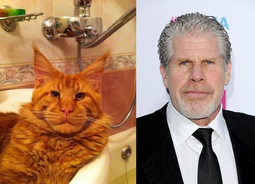 side-by-side: a large ginger tabby tom cat that looks like American actor Ron Perlman (aka Ron Purrlman) and Ron Perlman 