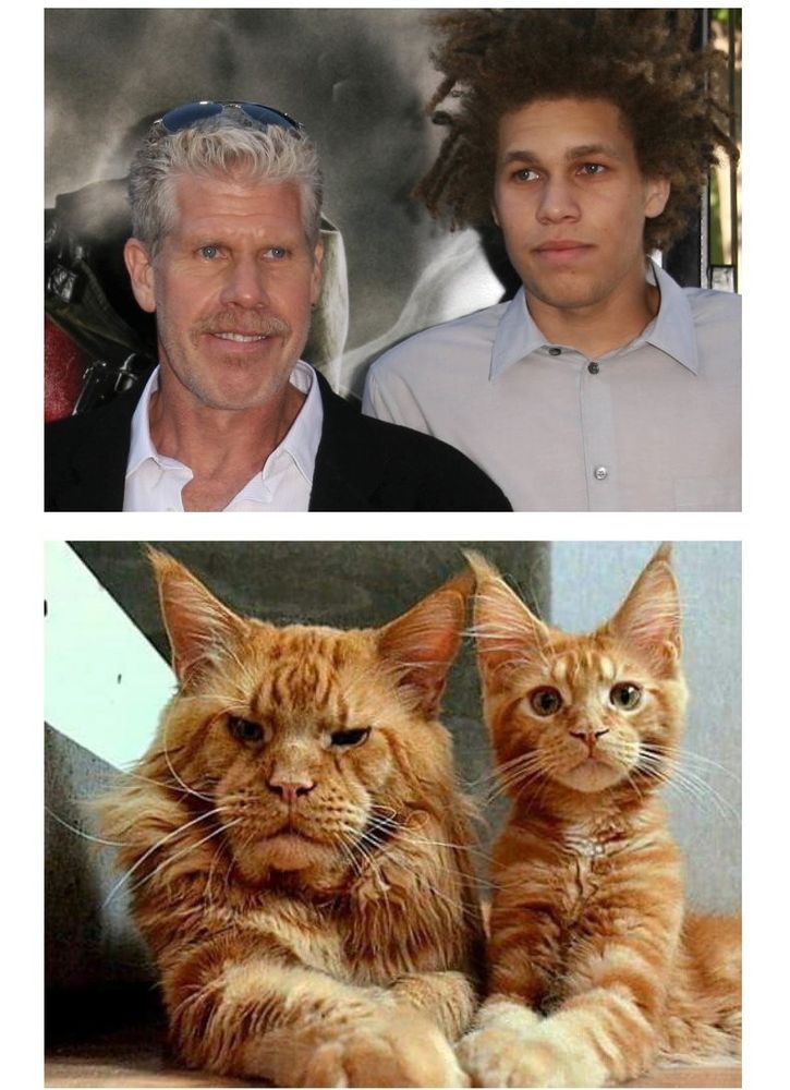Side-by-side: Ron Perlman and his son, and their ginger cat forms, Ron Purrlman and his son.