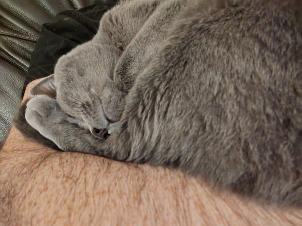 A grey cat is curled up asleep on someone's chest