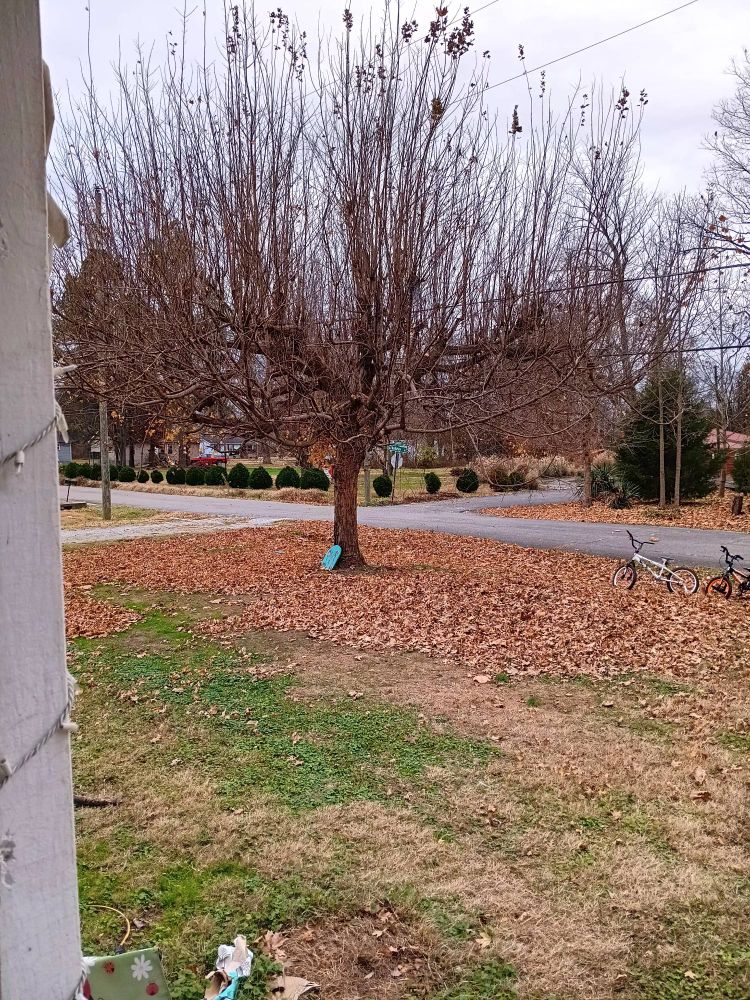 A tree in my front yard that yesterday was covered in bright yellow leaves now blown off and on the ground 