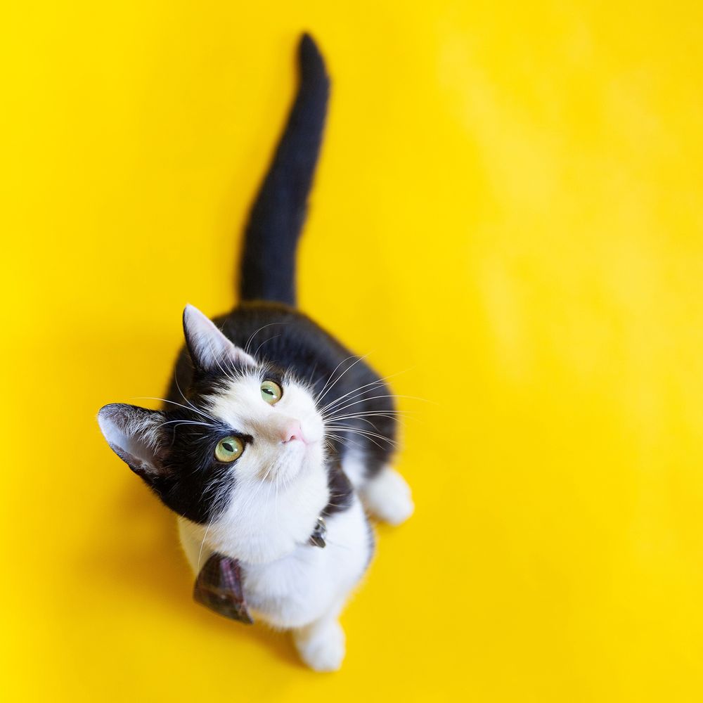 A black and white cat looking up inquisitively at the camera over a bright yellow background.
