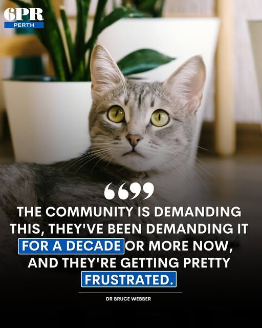 An indoor cat is lying down and looking at the camera.  An overlaid quote on pet cat containment states "The community is demanding this, they've been demanding it for a decade or more now, and they're getting pretty frustrated."