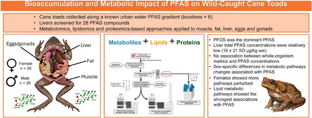 Bioaccumulation and metabolic impact of PFAS on wild-caught cane toads.  Cane toads were collected across a known urban water PFAS gradient and were screened for 28 PFAS compounds.  Metabolomics, lipidomics and proteomics-based approaches were applied to tissues.  We found that PFOS was the dominant PFAS but concentrations in the liver were relatively low with minimal noticeable impacts on animal health.
