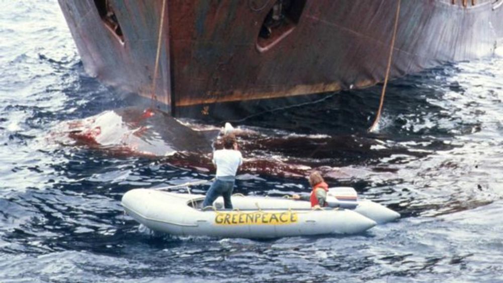 The 'mind bomb' photos that led to a global whaling ban