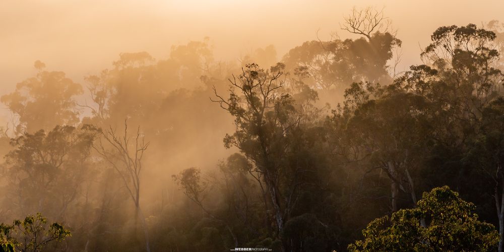 First light shines through jarrah (Eucalyptus marginata) and marri (Corymbia calophylla) on Noongar boodja, Avon Valley National Park, Western Australia.