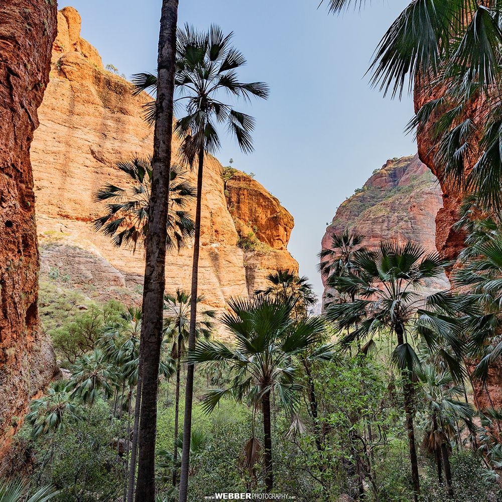 Looking west down Mini palms gorge at Purnululu National Park, on the traditional lands of the Djaru and Gija Aboriginal people.